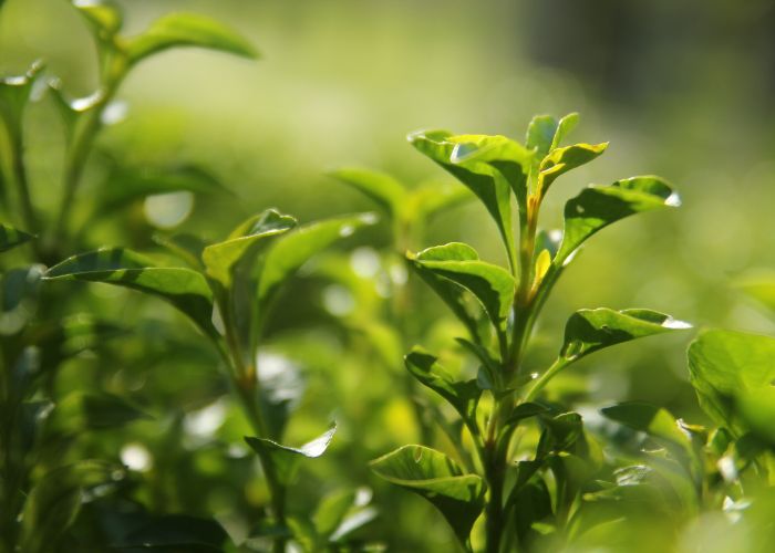 Close up of a tea plant